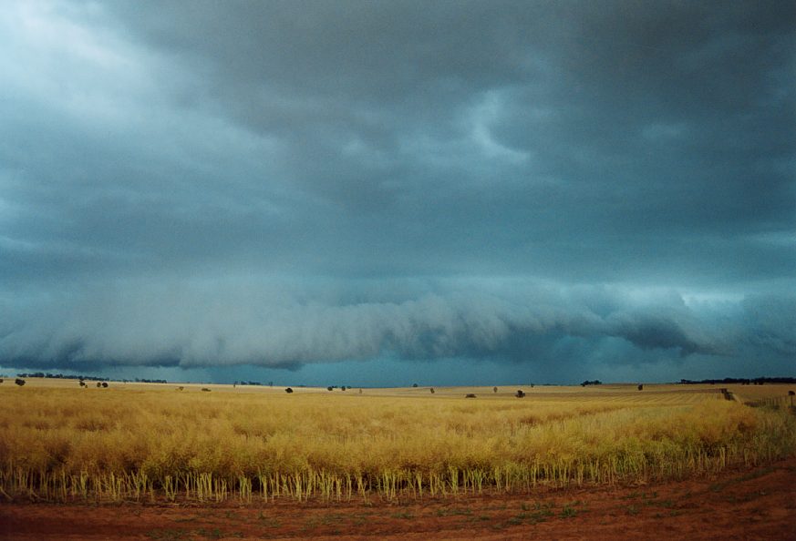 rollcloud roll_cloud : Temora, NSW   21 November 2003