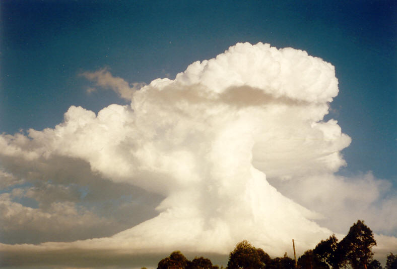 inflowband thunderstorm_inflow_band : McLeans Ridges, NSW   23 November 2003