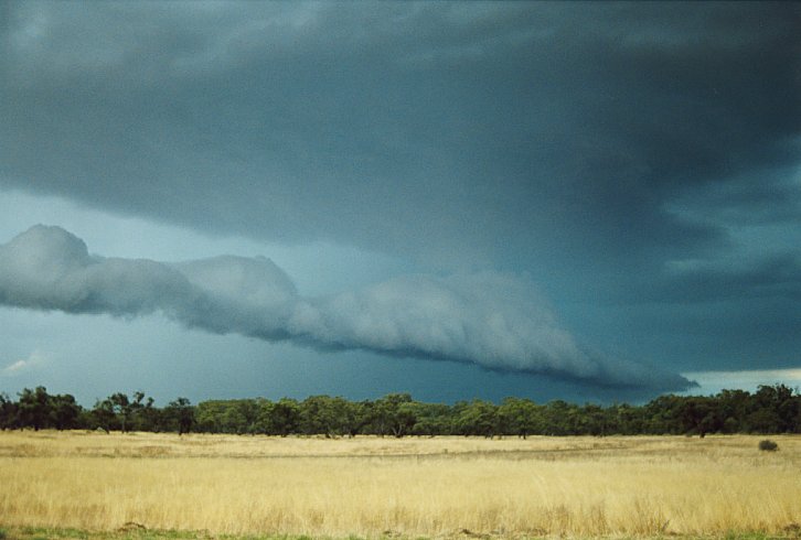 cumulonimbus thunderstorm_base : E of Hay, NSW   3 December 2003