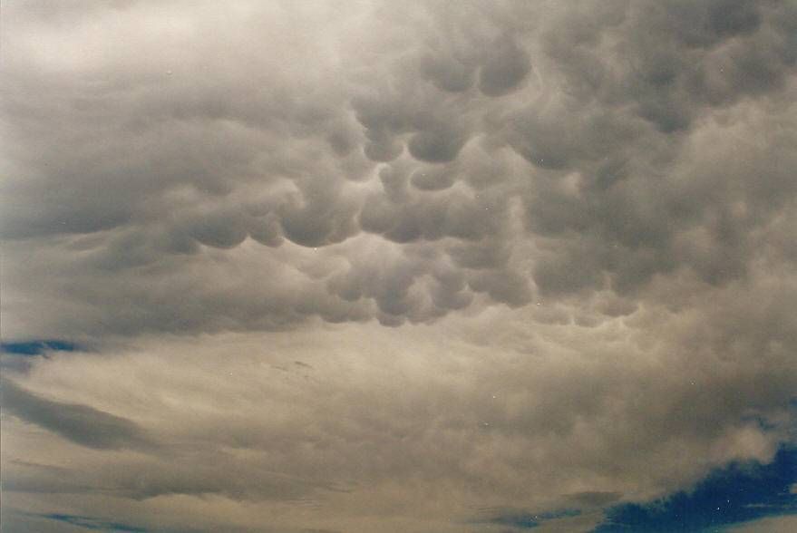 mammatus mammatus_cloud : Parrots Nest, NSW   24 January 2004