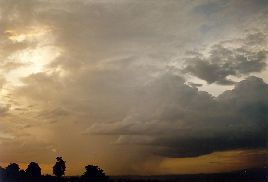 cumulus congestus : McLeans Ridges, NSW   19 February 2004