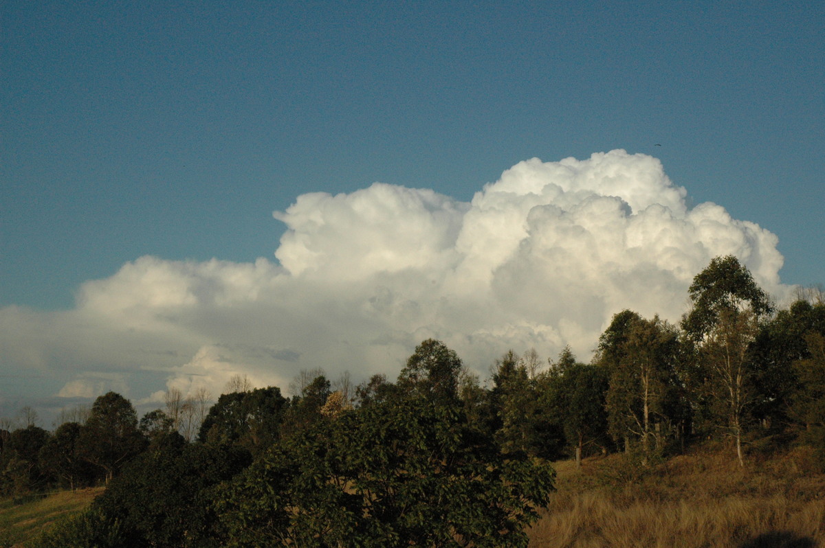 cumulus congestus : McLeans Ridges, NSW   29 July 2004