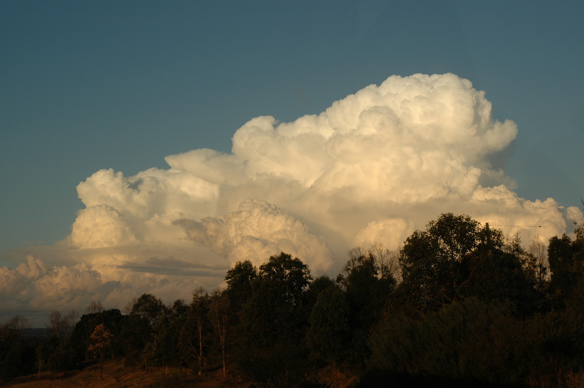 thunderstorm cumulonimbus_calvus : McLeans Ridges, NSW   29 July 2004