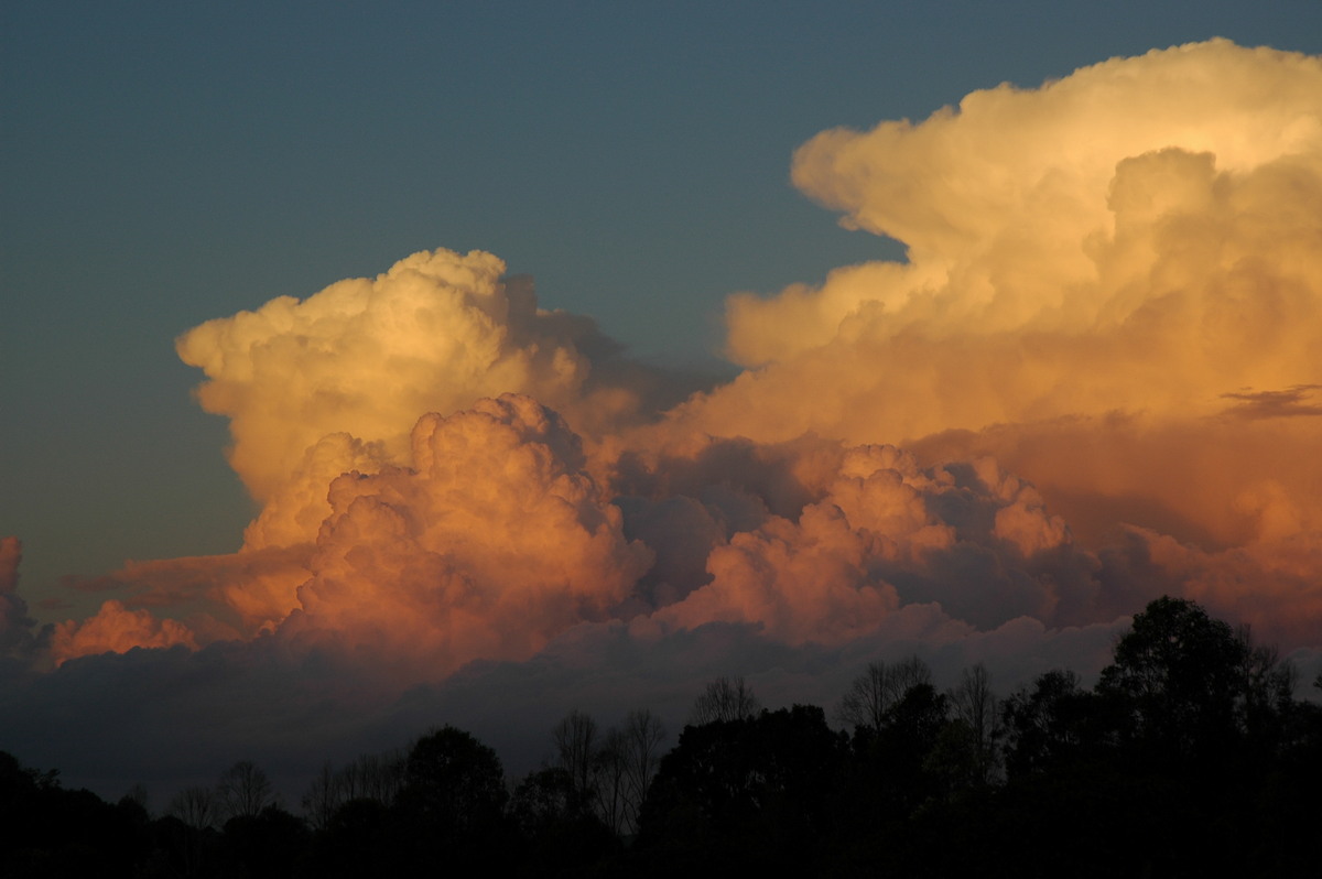 favourites michael_bath : McLeans Ridges, NSW   29 July 2004