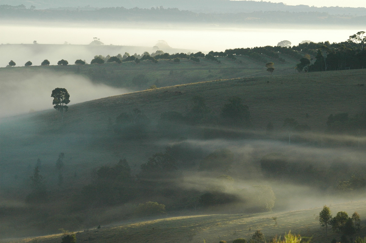 fogmist fog_mist_frost : McLeans Ridges, NSW   12 August 2004