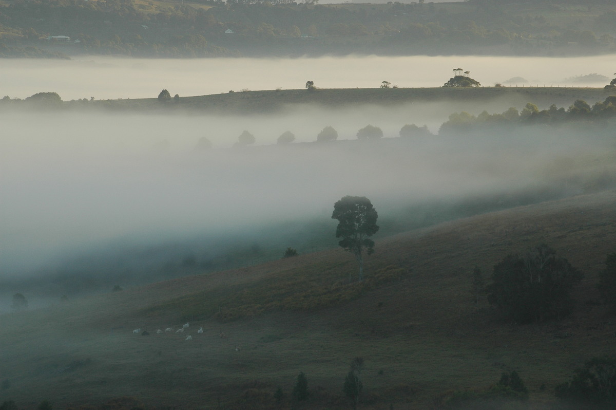 fogmist fog_mist_frost : McLeans Ridges, NSW   28 August 2004