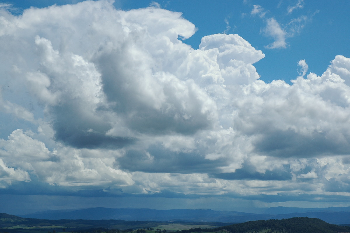 cumulus congestus : Mallanganee NSW   9 November 2004