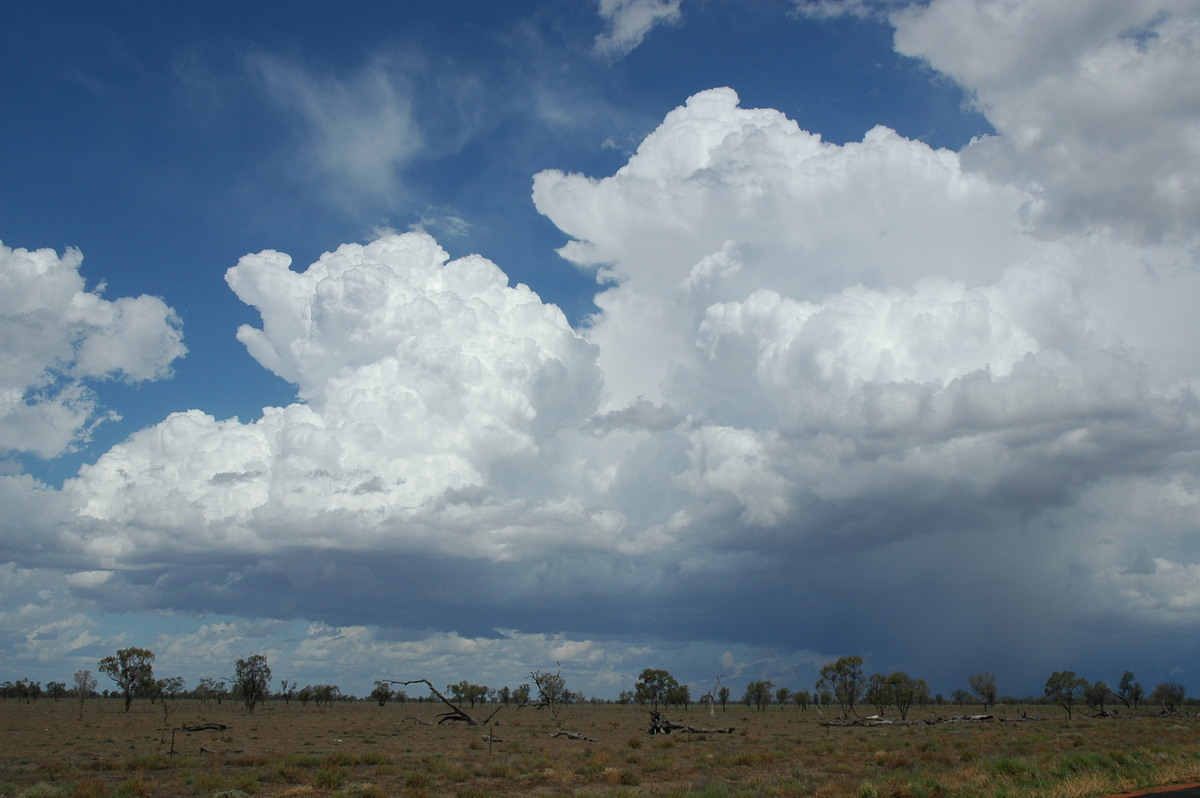 thunderstorm cumulonimbus_incus : W of Walgett, NSW   8 December 2004