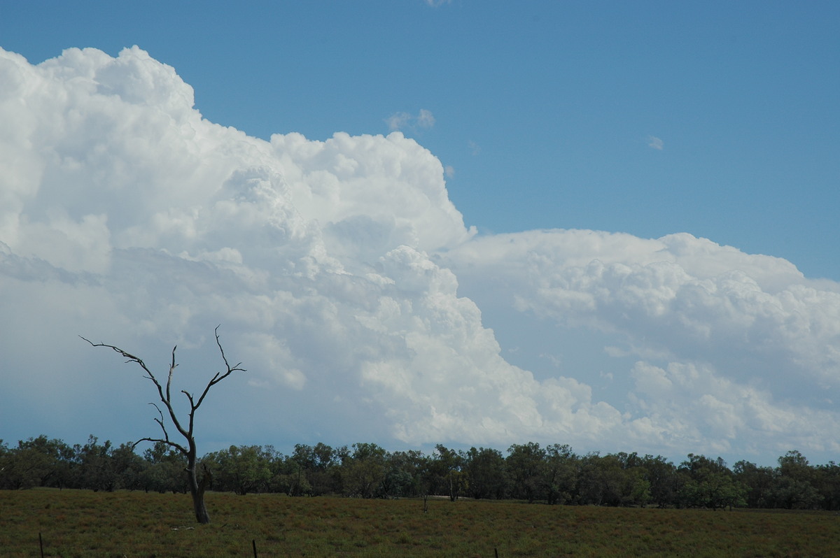 thunderstorm cumulonimbus_incus : W of Walgett, NSW   8 December 2004