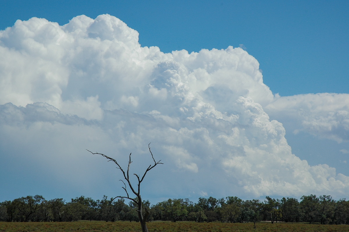 updraft thunderstorm_updrafts : W of Walgett, NSW   8 December 2004