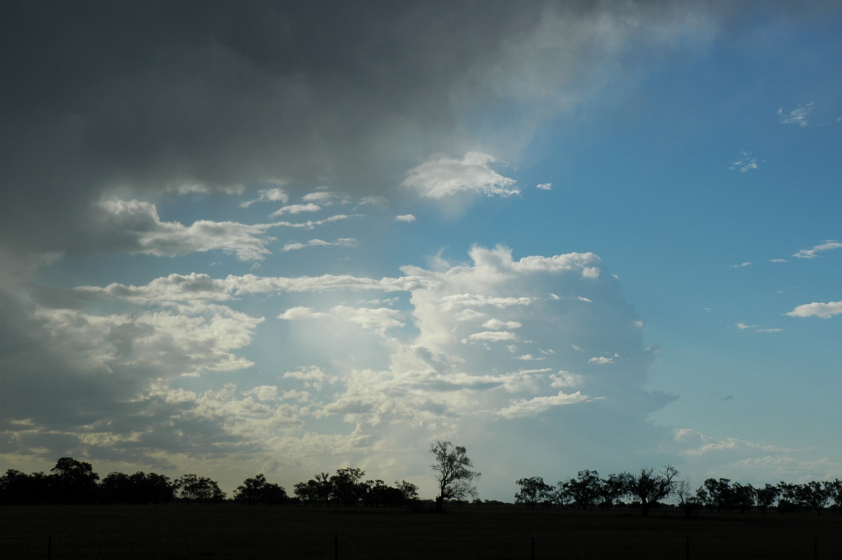 thunderstorm cumulonimbus_calvus : S of Walgett, NSW   8 December 2004