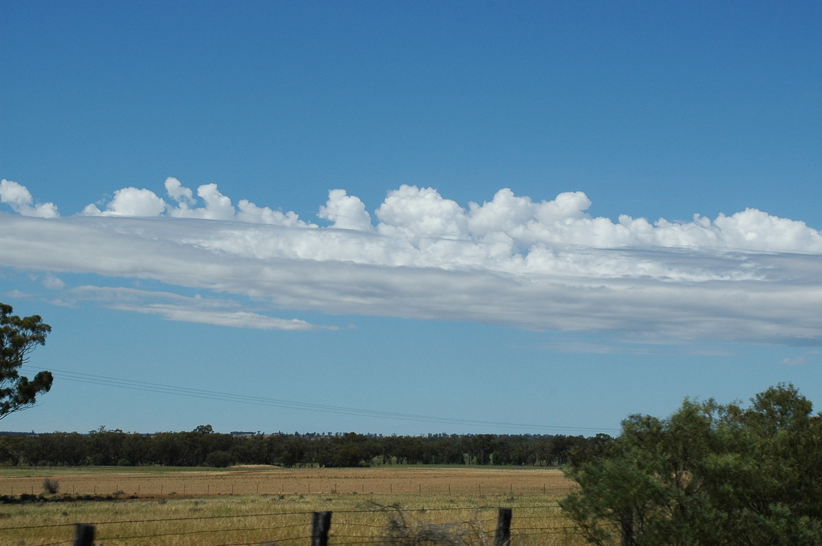 altocumulus castellanus : near Dubbo, NSW   9 December 2004