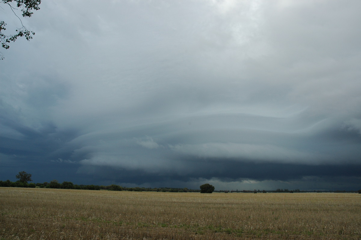 cumulonimbus thunderstorm_base : N of Narrabri, NSW   27 December 2004