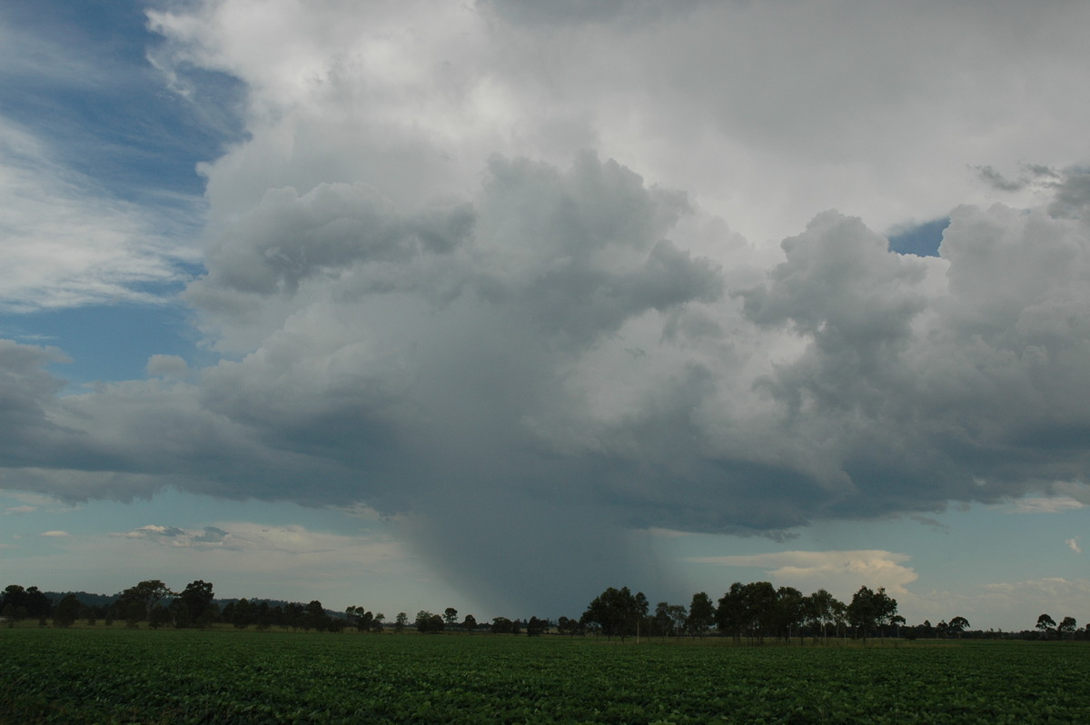 raincascade precipitation_cascade : N of Casino, NSW   21 January 2005