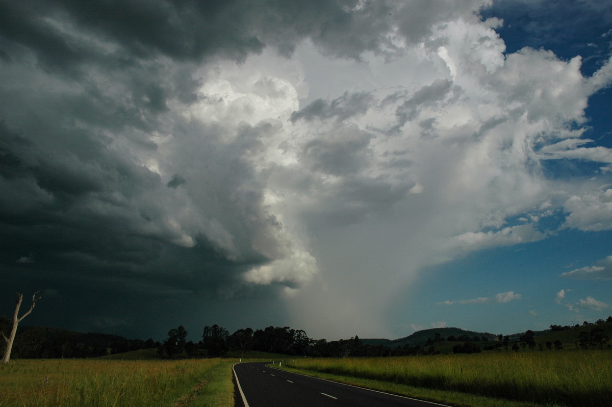 favourites michael_bath : E of Casino, NSW   21 January 2005