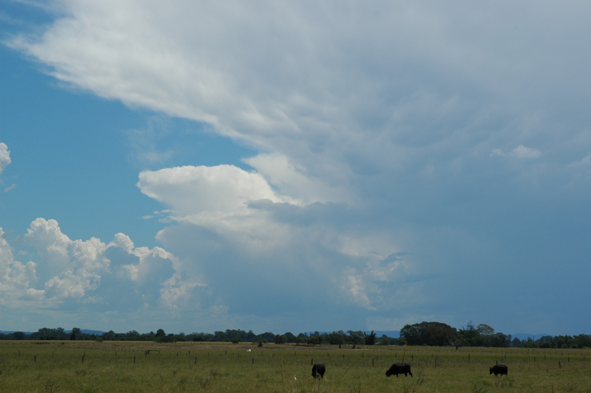 mammatus mammatus_cloud : McKees Hill, NSW   10 March 2005