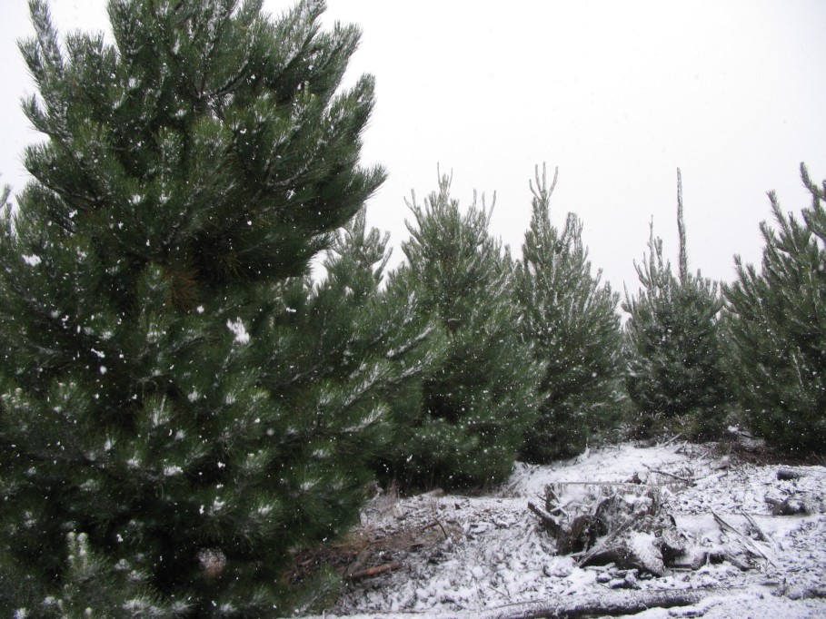 snow snow_pictures : near Oberon, NSW   22 June 2005