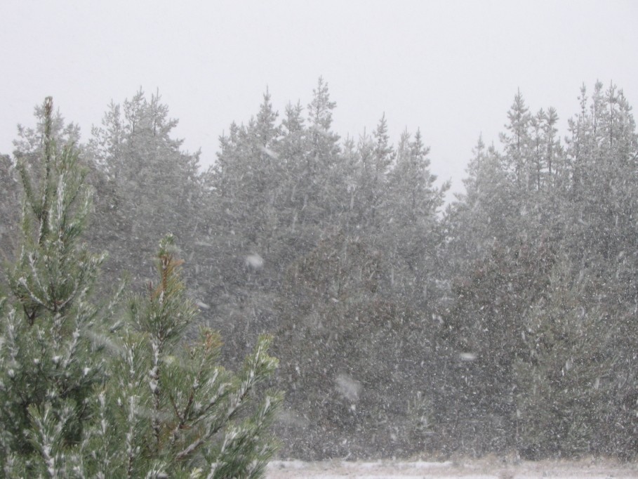 snow snow_pictures : near Oberon, NSW   23 June 2005