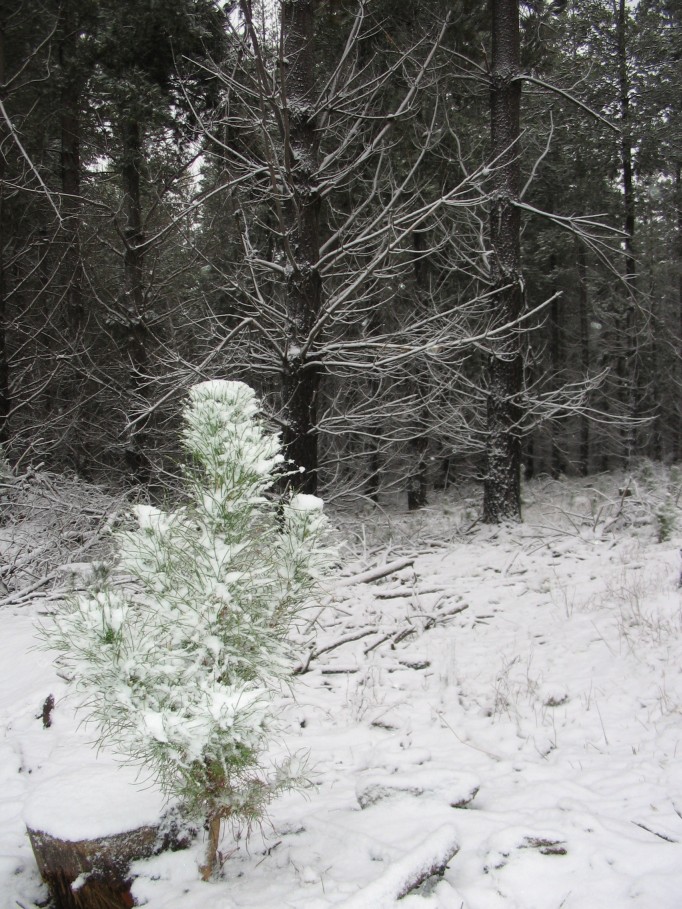 snow snow_pictures : near Oberon, NSW   23 June 2005