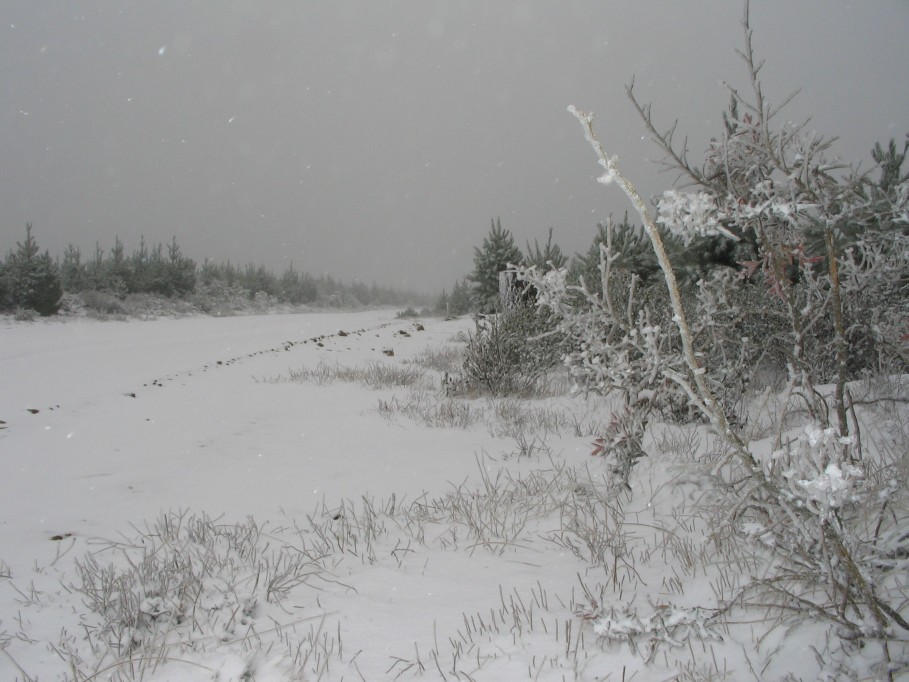 snow snow_pictures : near Oberon, NSW   23 June 2005