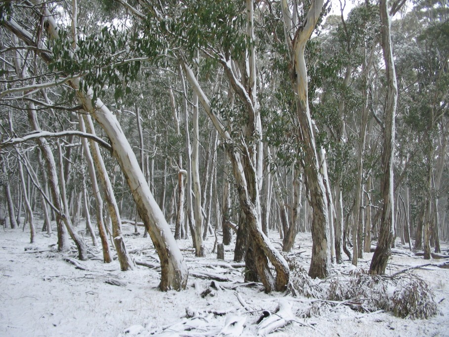 favourites jimmy_deguara : Shooters Hill, NSW   23 June 2005