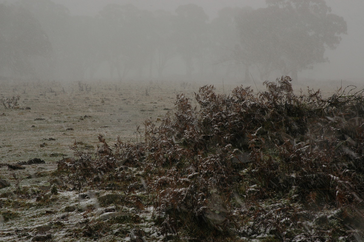 snow snow_pictures : Ben Lomond, NSW   23 June 2005