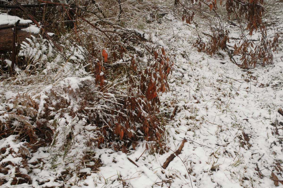 snow snow_pictures : Ben Lomond, NSW   23 June 2005