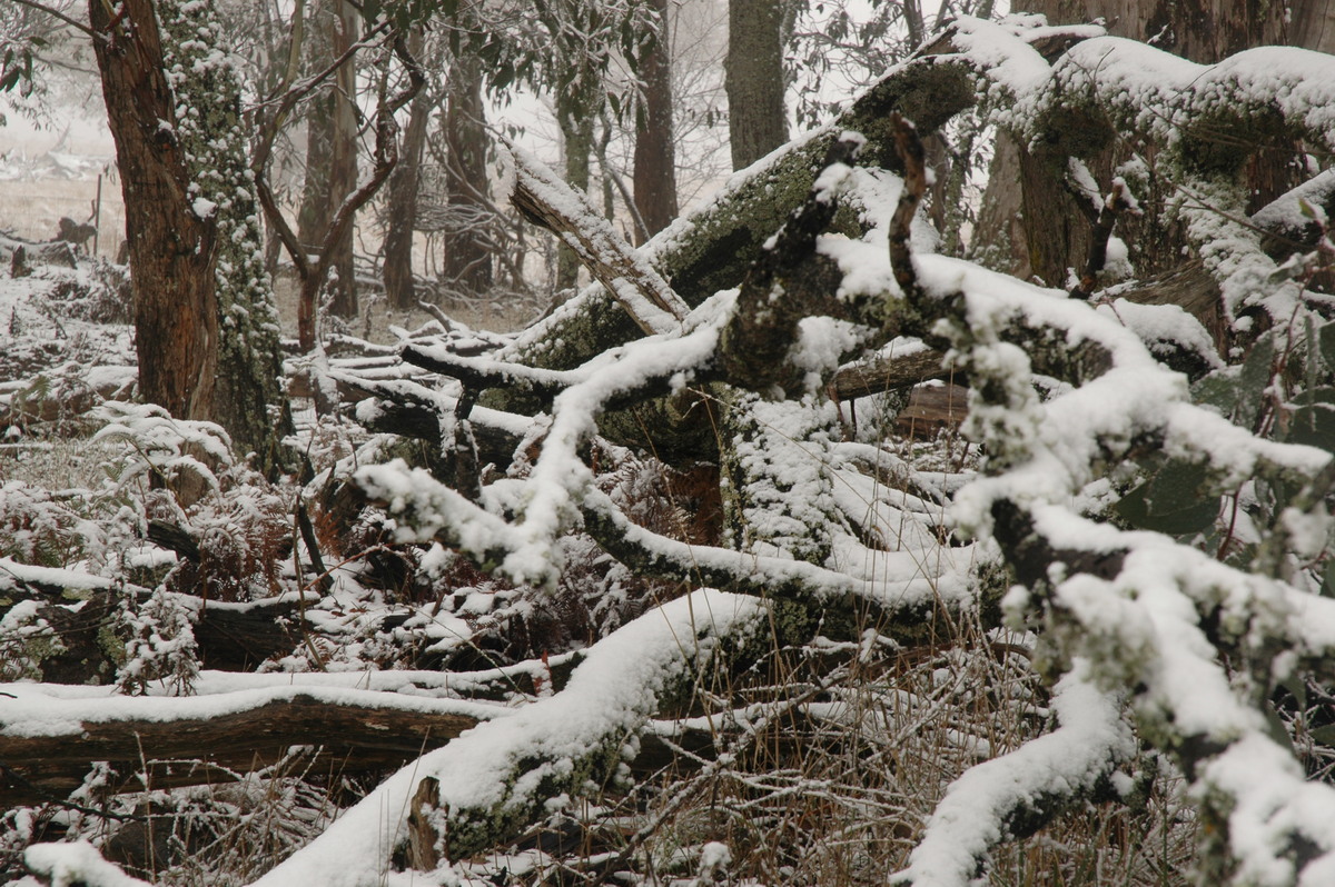 snow snow_pictures : Ben Lomond, NSW   23 June 2005