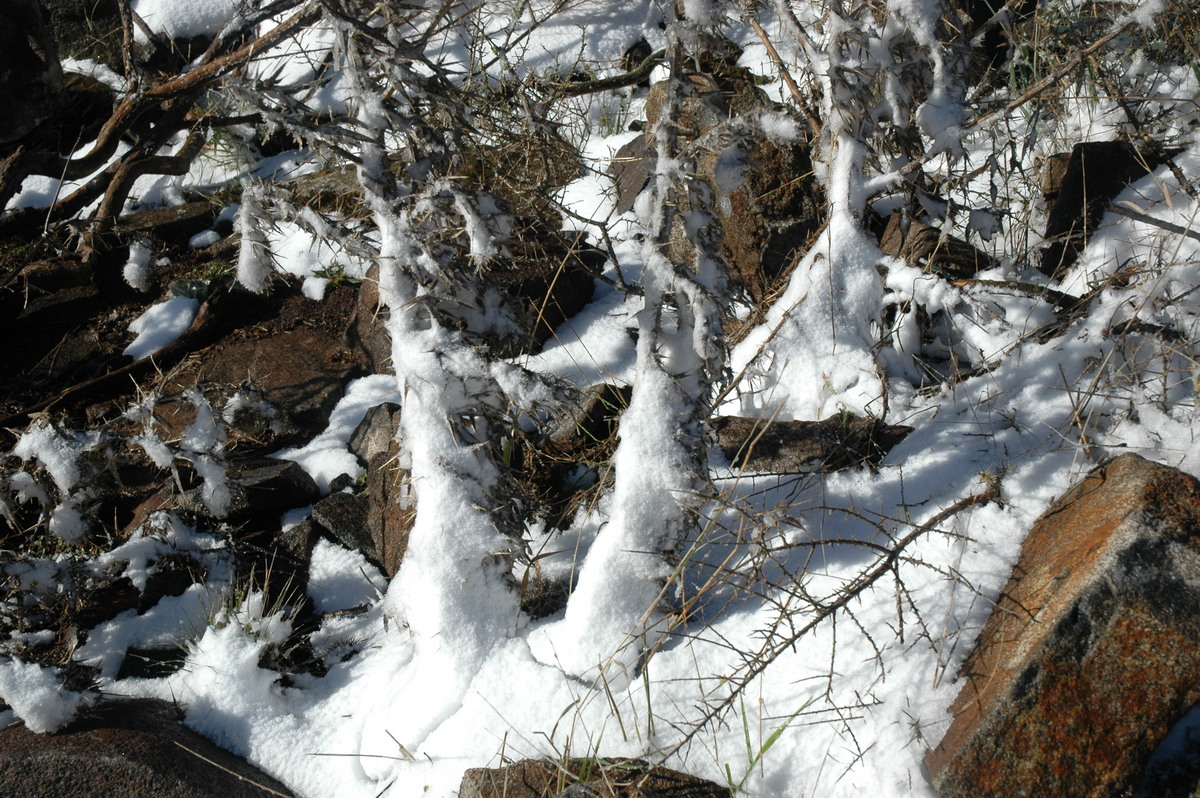 snow snow_pictures : Ben Lomond, NSW   23 June 2005