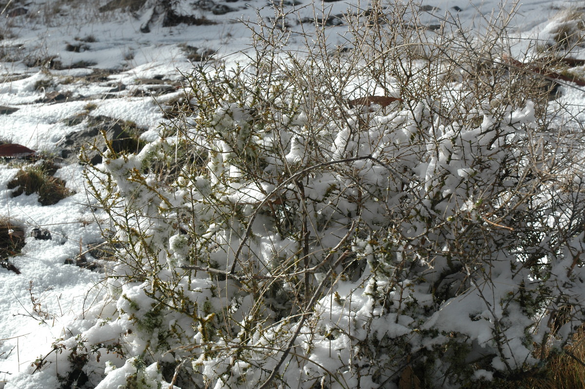 snow snow_pictures : Ben Lomond, NSW   23 June 2005