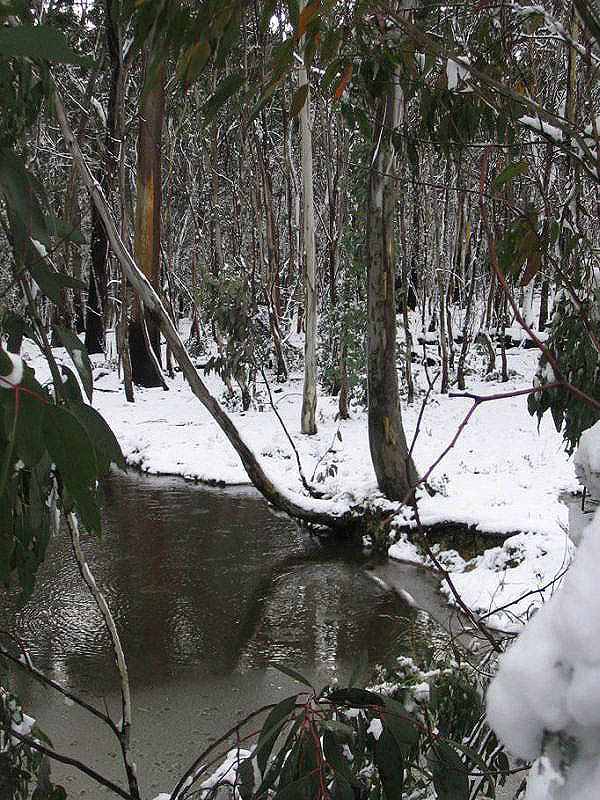 favourites jimmy_deguara : Shooters Hill, NSW   10 July 2005