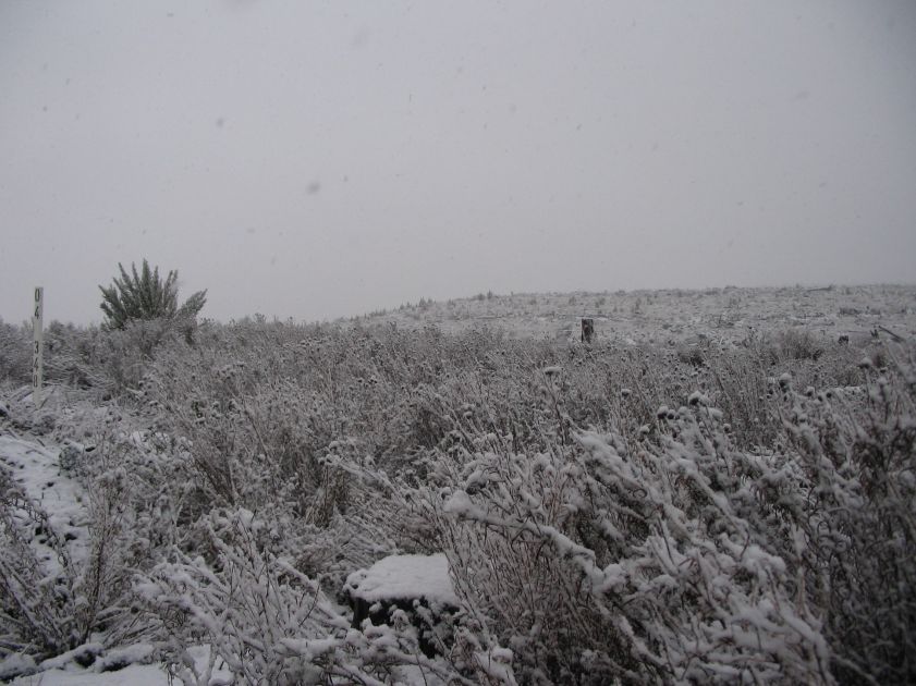 snow snow_pictures : near Shooters Hill, NSW   10 August 2005