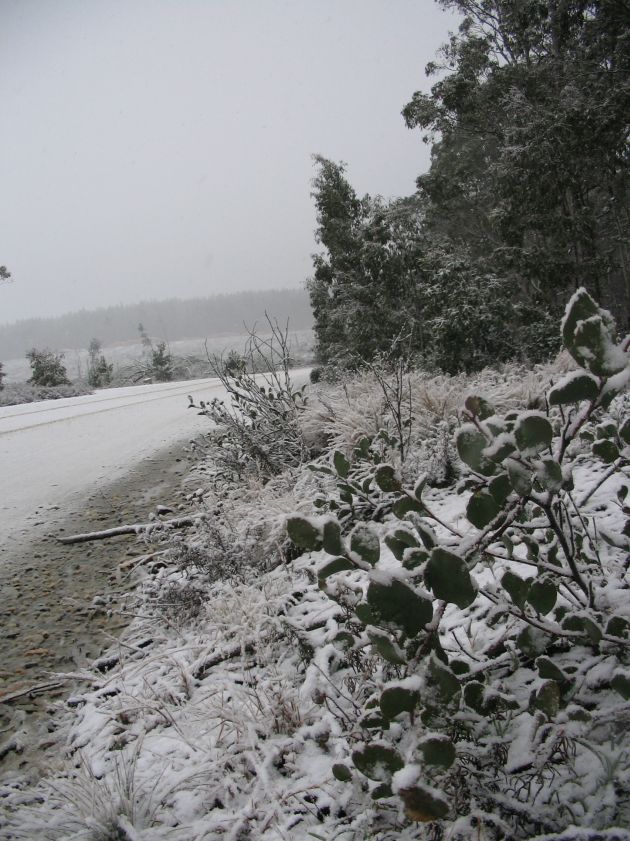 snow snow_pictures : near Shooters Hill, NSW   10 August 2005