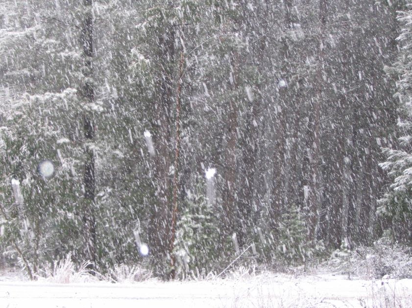 snow snow_pictures : near Shooters Hill, NSW   10 August 2005