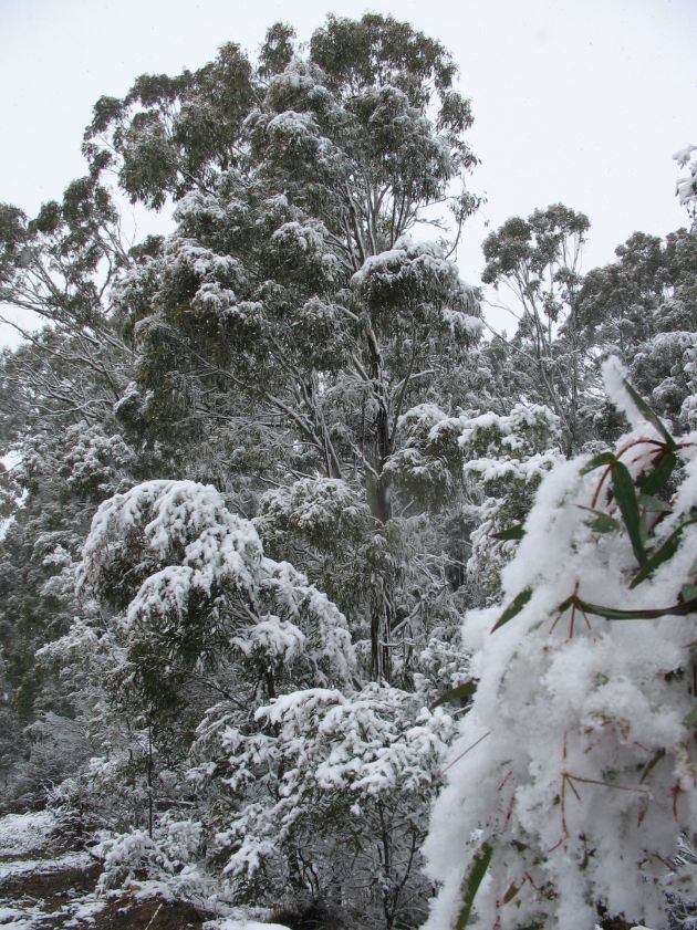 snow snow_pictures : near Oberon, NSW   10 August 2005