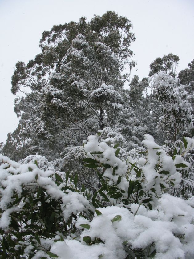 snow snow_pictures : near Oberon, NSW   10 August 2005