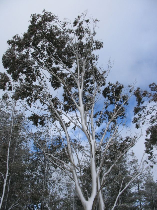 snow snow_pictures : near Shooters Hill, NSW   10 August 2005