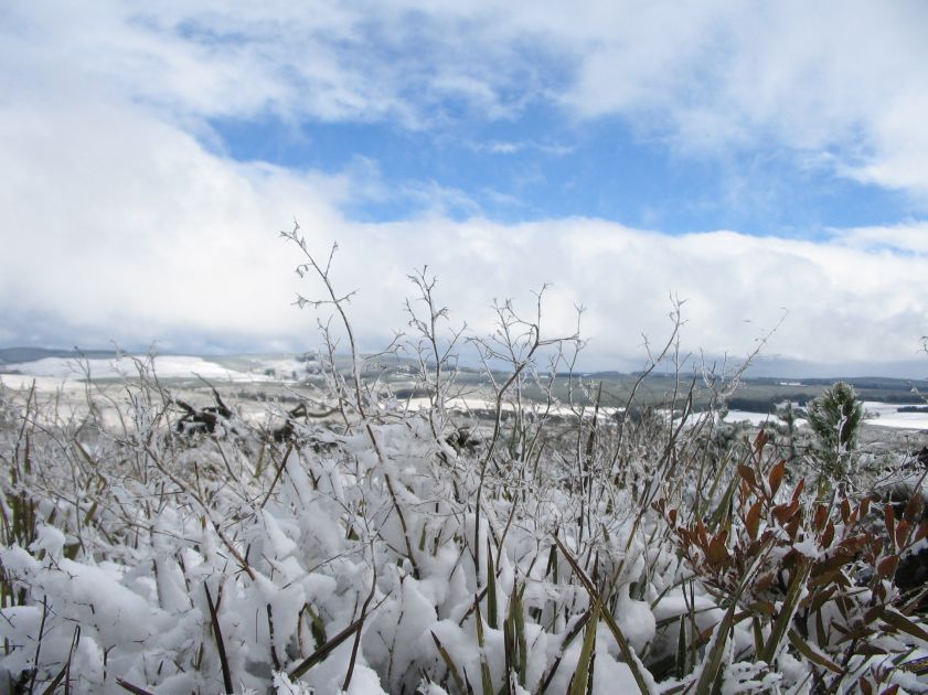 snow snow_pictures : near Shooters Hill, NSW   10 August 2005