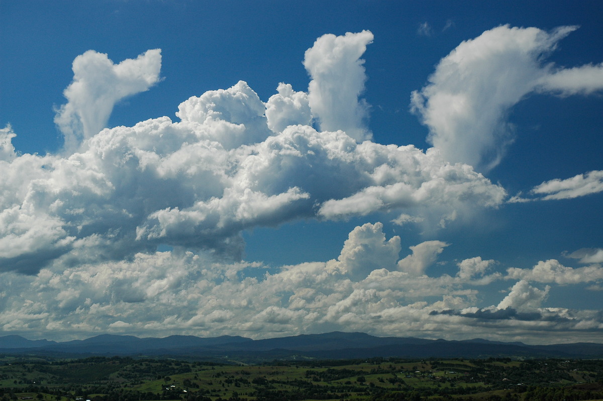 favourites michael_bath : McLeans Ridges, NSW   23 October 2005