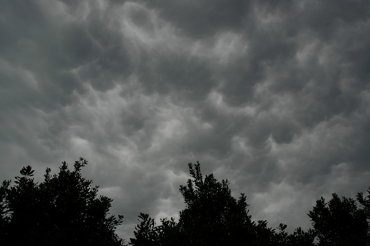 mammatus mammatus_cloud : Tregeagle, NSW   5 November 2005