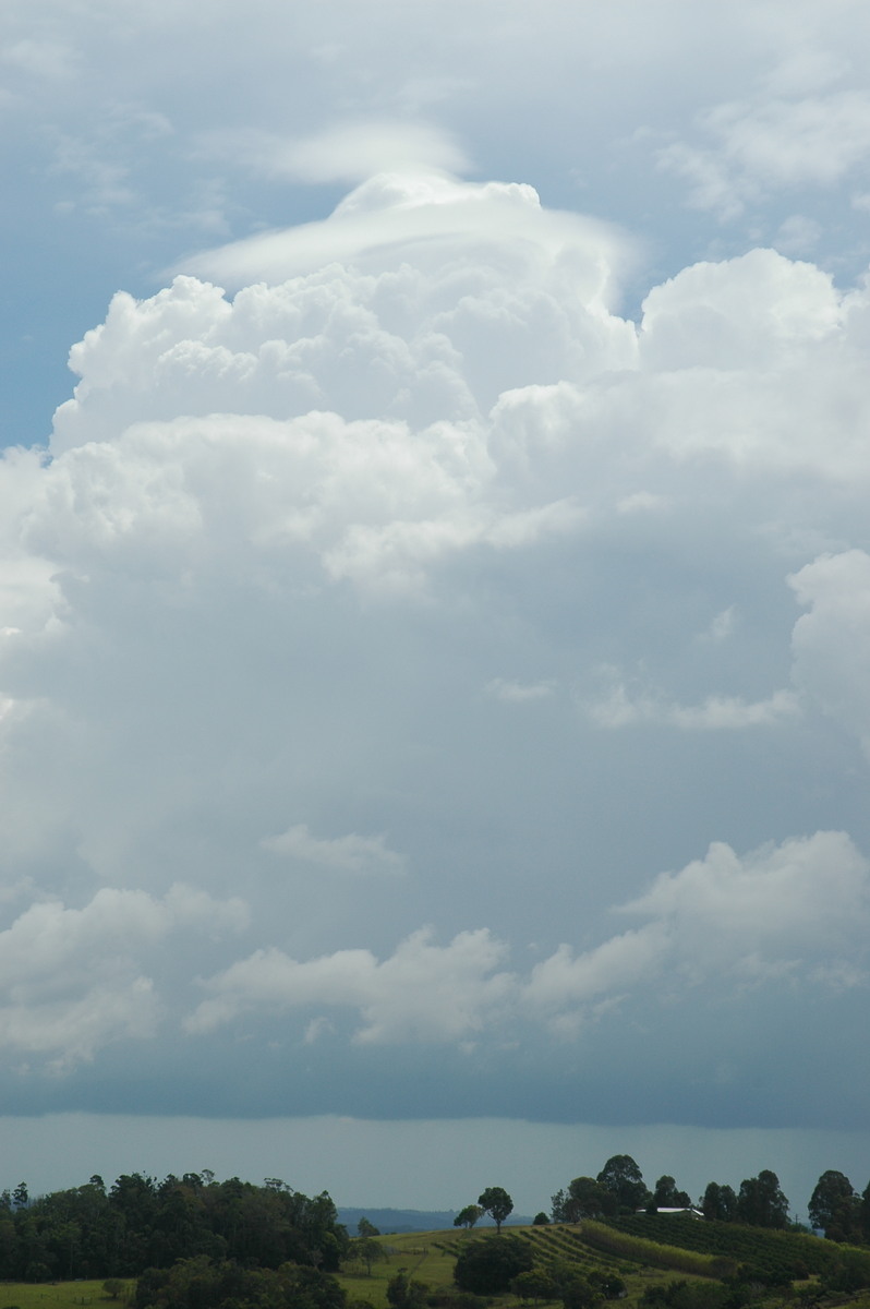 cumulus congestus : McLeans Ridges, NSW   23 November 2005