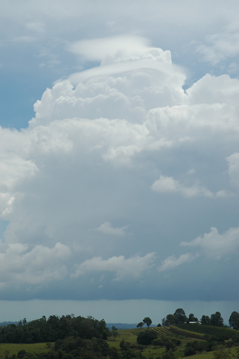 pileus pileus_cap_cloud : McLeans Ridges, NSW   23 November 2005