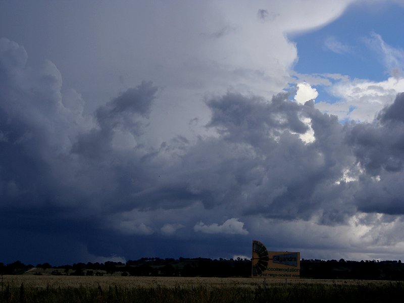 cumulus mediocris : S of Coonabarabran, NSW   25 November 2005