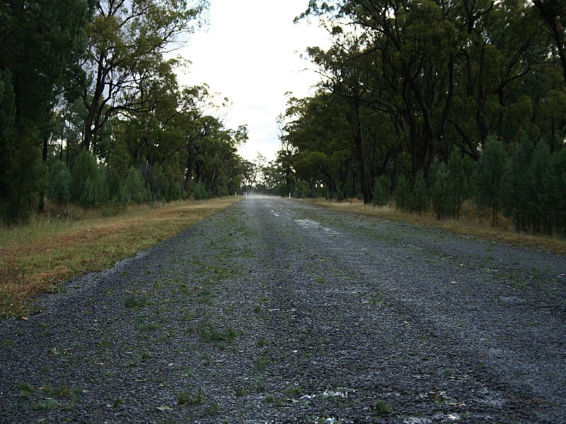 hailstones hail_stones : W of Barradine, NSW   25 November 2005