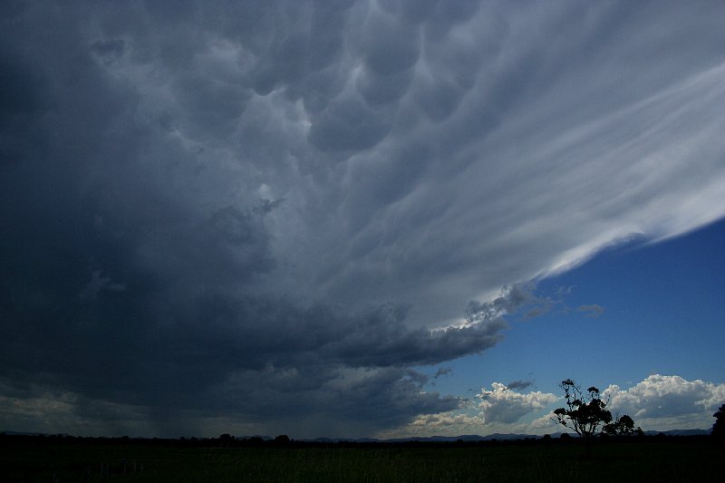 mammatus mammatus_cloud : Taree, NSW   17 December 2005