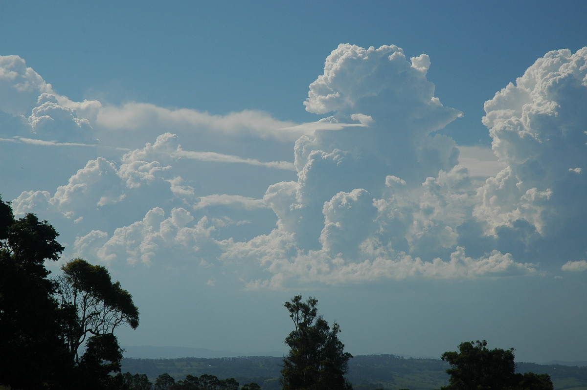 cumulus congestus : McLeans Ridges, NSW   23 December 2005