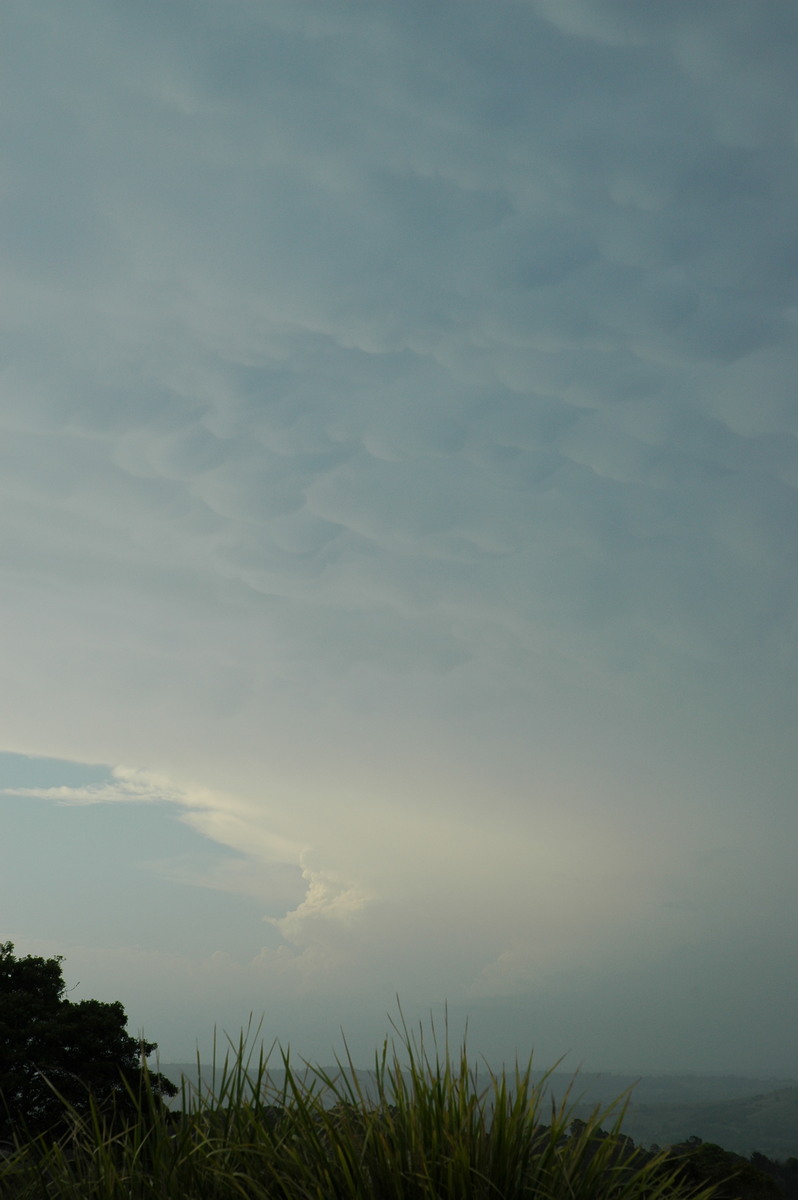 mammatus mammatus_cloud : McLeans Ridges, NSW   25 December 2005