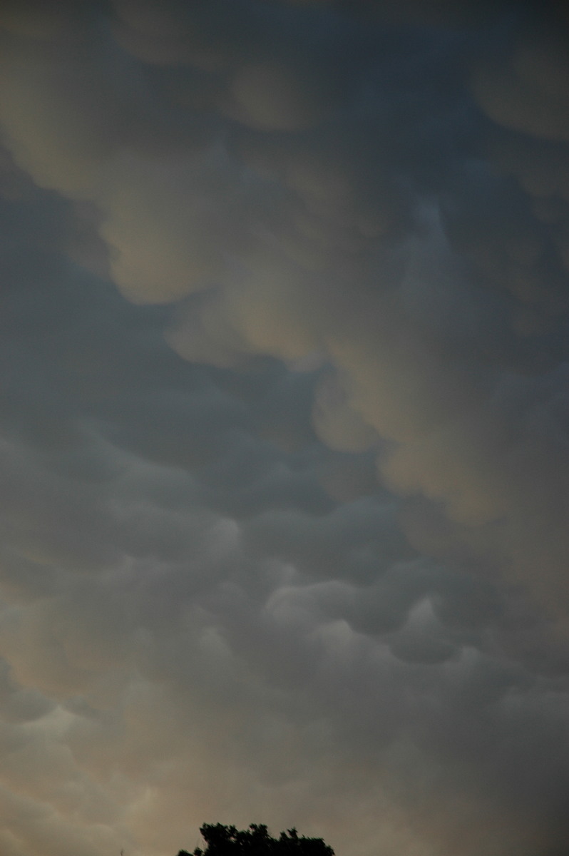 mammatus mammatus_cloud : McLeans Ridges, NSW   29 December 2005