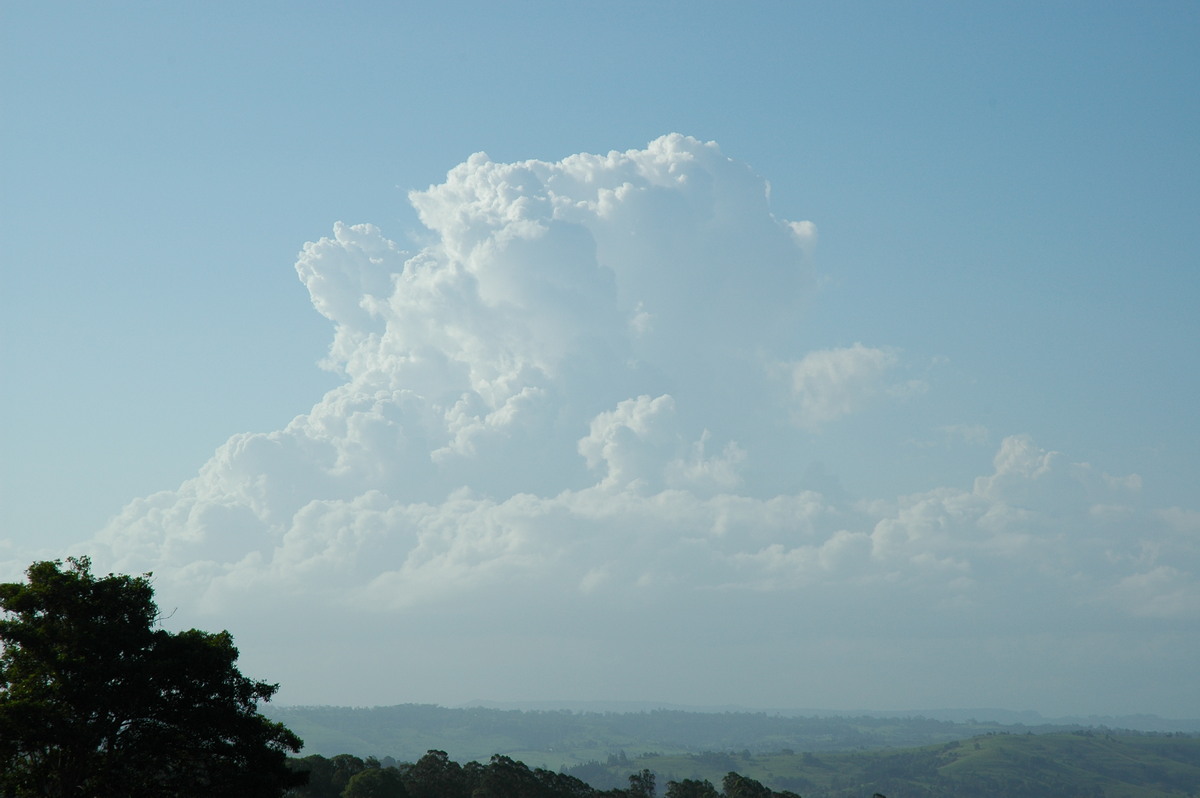 cumulus congestus : McLeans Ridges, NSW   12 January 2006