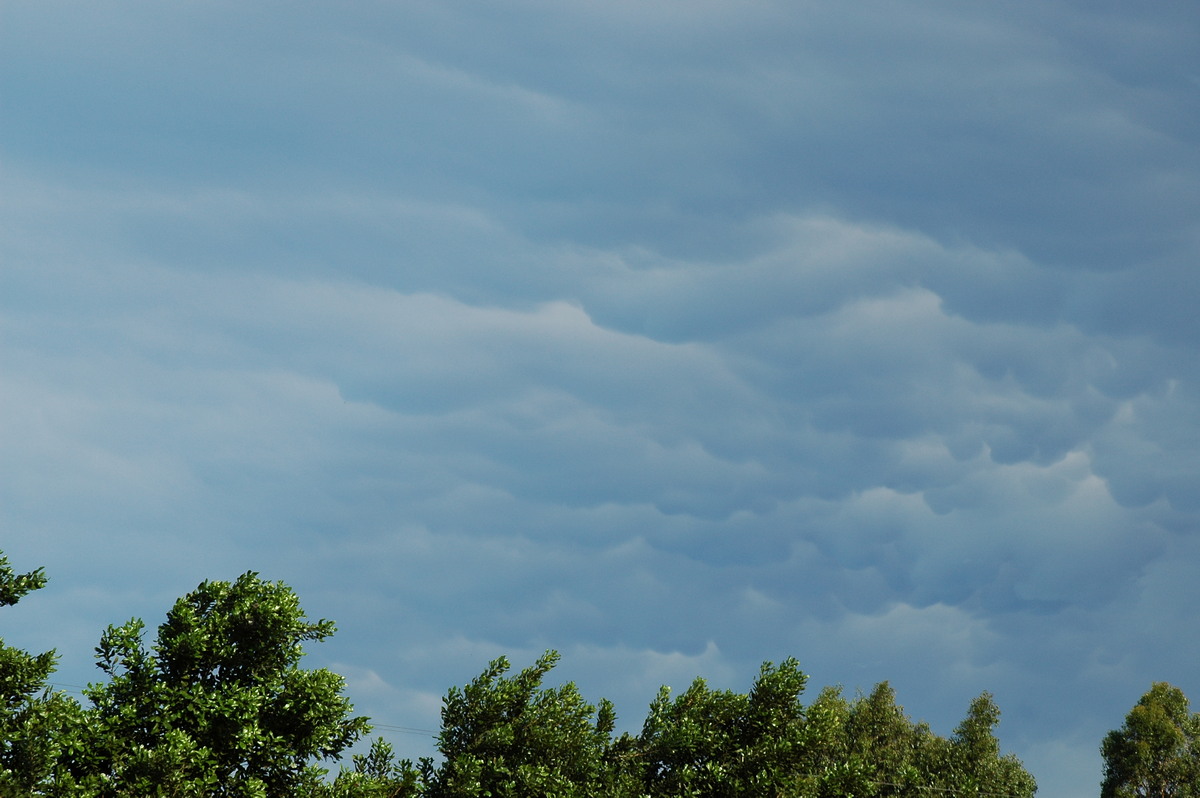 mammatus mammatus_cloud : Tregeagle, NSW   17 February 2006